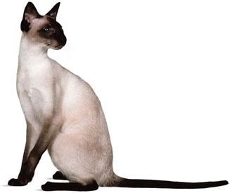 siamese cat